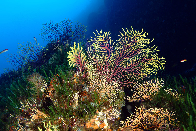 Phallusia mamillata